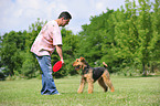 spielender Airedale Terrier