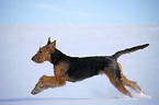 rennender Airedale Terrier