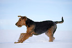 rennender Airedale Terrier