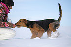 Airedale Terrier in Schnee