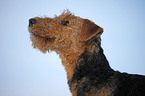 Airedale Terrier Portrait