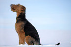 sitzender Airedale Terrier