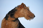 Airedale Terrier Portrait