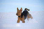 rennender Airedale Terrier