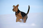 rennender Airedale Terrier