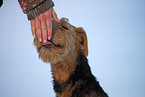 Airedale Terrier Portrait