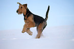 rennender Airedale Terrier