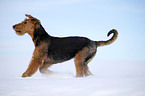 rennender Airedale Terrier