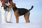 Airedale Terrier im Schnee