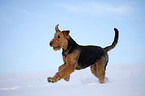 rennender Airedale Terrier