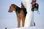 Airedale Terrier im Schnee