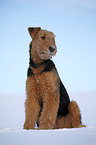 sitzender Airedale Terrier