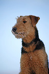 Airedale Terrier Portrait