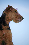 Airedale Terrier Portrait