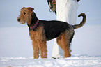 Airedale Terrier im Schnee
