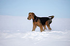 Airedale Terrier in Schnee