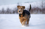 rennender Airedale Terrier