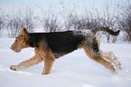 rennender Airedale Terrier