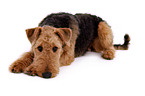 liegender Airedale Terrier