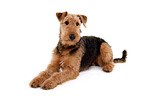 liegender Airedale Terrier