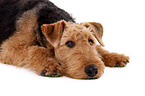 liegender Airedale Terrier