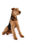 sitzender Airedale Terrier