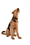 sitzender Airedale Terrier