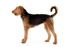 stehender Airedale Terrier