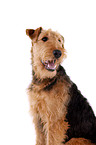 Airedale Terrier Portrait