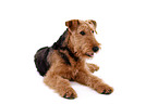 liegender Airedale Terrier