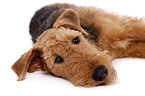 Airedale Terrier Portrait