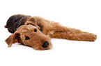 liegender Airedale Terrier