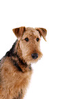 Airedale Terrier Portrait