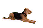 liegender Airedale Terrier