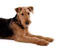 liegender Airedale Terrier