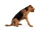 sitzender Airedale Terrier