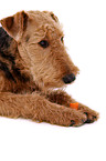 liegender Airedale Terrier