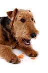 liegender Airedale Terrier