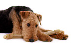 liegender Airedale Terrier