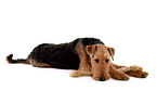 liegender Airedale Terrier