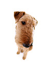 sitzender Airedale Terrier