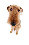 sitzender Airedale Terrier