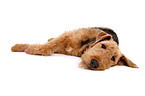 liegender Airedale Terrier