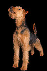 stehender Airedale Terrier