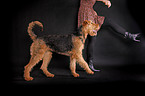 Airedale Terrier