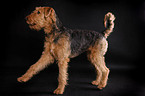 Airedale Terrier