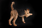 Airedale Terrier