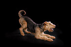 Airedale Terrier