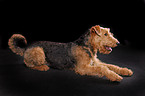 liegender Airedale Terrier