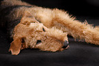 Airedale Terrier Portrait